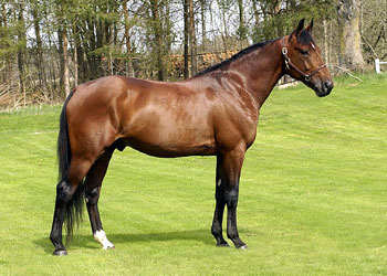  Gigant Neo 