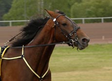  M.T. Cherokee 