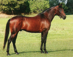 Scarlet Knight 