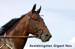  Arkivbild: Gigant Neo 