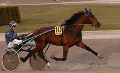  Arkivbild: Gigant Nico 