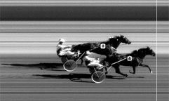  4 Pegasos Neo  Foto: Kalmartravet 
