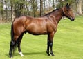 Gigant Neo