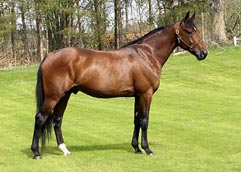  Avelshingsten Gigant Neo 