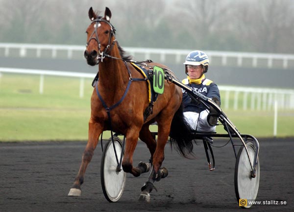  Macho des Platanes 