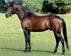  Avelshingsten Scarlet Knight 