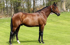  Gigant Neo  Foto: Stall T.Z. 